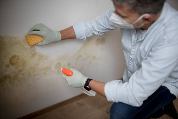 Best Crawl Space Mold Removal  in Cerro Gordo, IL
