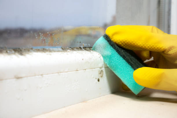 Best Mold Removal Near Me  in Cerro Gordo, IL