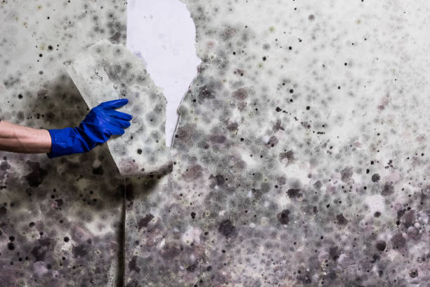 Certified Mold Removal in Cerro Gordo, IL